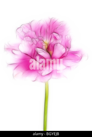 Illustrazione della foto: un close-up di un singolo pink tulip in piena fioritura Foto Stock