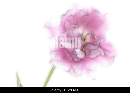 Illustrazione della foto: un close-up di un singolo pink tulip in piena fioritura Foto Stock