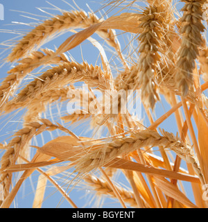 Grano Foto Stock