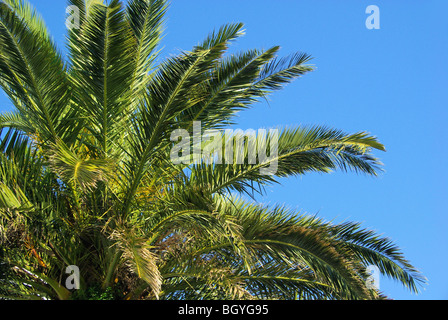Kanarische Dattelpalme - Isola Canarie Data Palm 08 Foto Stock