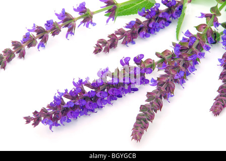 Salbeiblüte freigestellt - salvia fiore isolato 04 Foto Stock