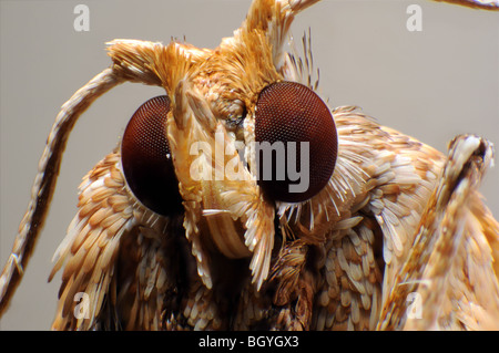 La faccia del pennacchio comune tignola Emmelina monodactyla Foto Stock