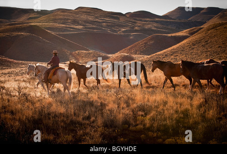 Cowboy imbrancandosi cavalli Foto Stock