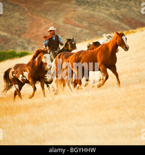 Cowboy imbrancandosi cavalli Foto Stock