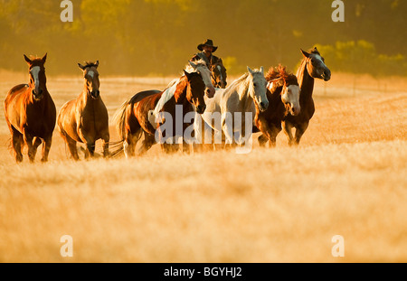 Cowboy imbrancandosi cavalli Foto Stock