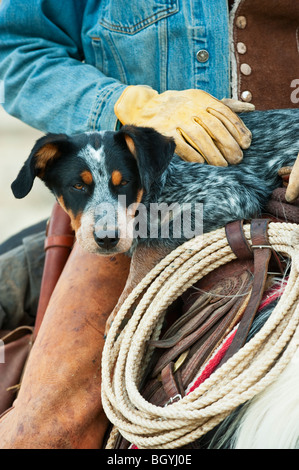 Cowboy e cane a cavallo Foto Stock