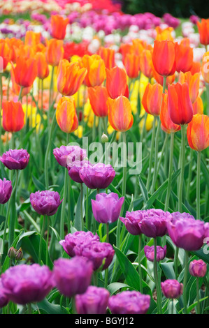 I tulipani Foto Stock