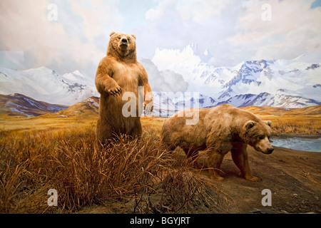 Il Museo Americano di Storia Naturale di New York Foto Stock