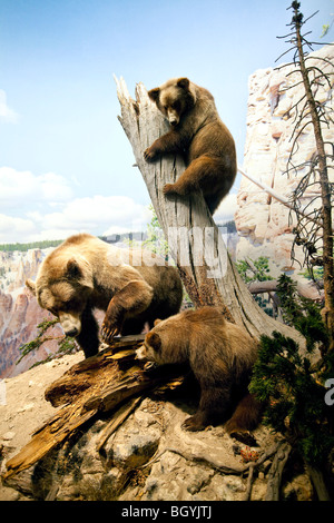 Il Museo Americano di Storia Naturale di New York Foto Stock