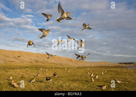 Snow Buntings Plectrophenax nivalis gregge in volo sopra il foreshore di spiaggia Salthouse Norfolk Foto Stock