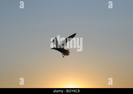 Mew al Mar Baltico, Swinoujscie, Polonia Foto Stock