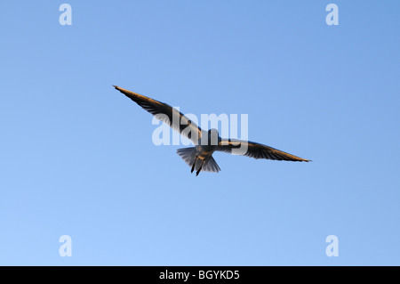 Mew al Mar Baltico, Swinoujscie, Polonia Foto Stock