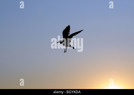 Mew al Mar Baltico, Swinoujscie, Polonia Foto Stock