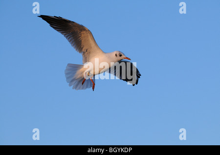 Mew al Mar Baltico, Swinoujscie, Polonia Foto Stock