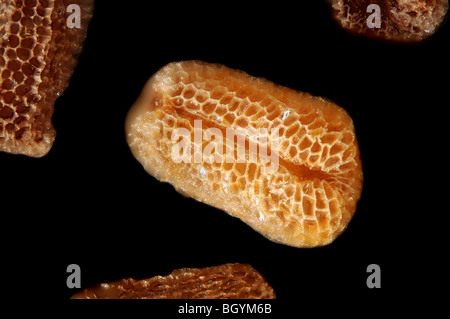 I semi della comune foxglove, Digitalis purpurea in extreme close up. Foto Stock