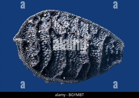 Un singolo seme Nigella (l'amore-in-un-nebbia) in extreme close up Foto Stock