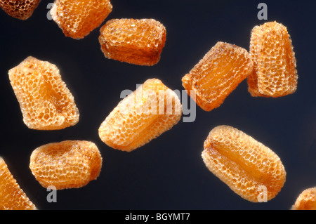 I semi della comune foxglove, Digitalis purpurea in extreme close up. Foto Stock