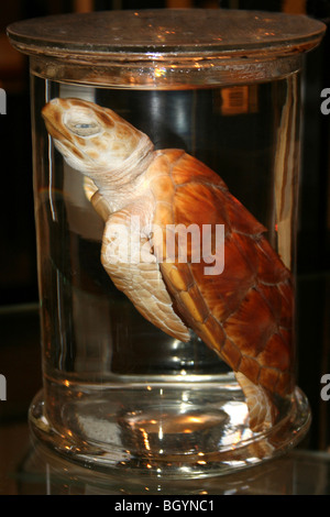 Tartaruga morto in un vaso di campione Foto Stock