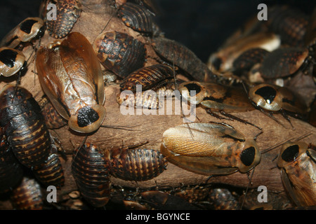 La morte la testa scarafaggio Blaberus craniifer Foto Stock