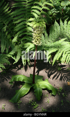 Ananas Lily (Eucomis comosa) Foto Stock
