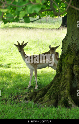 Due cervi a coda bianca all'ombra dei rami di albero con campi nella campagna del Derbyshire Foto Stock