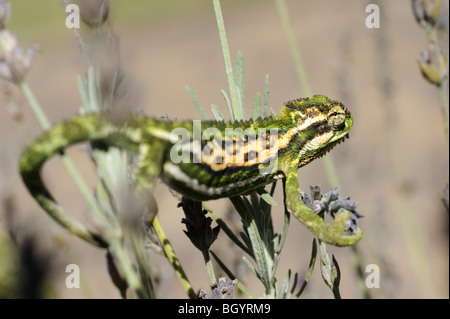 Cape Dwarf Chameleon in piante di lavanda Foto Stock