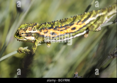 Cape Dwarf Chameleon in piante di lavanda Foto Stock