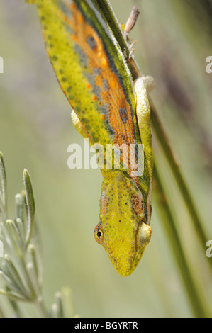 Cape Dwarf Chameleon in piante di lavanda Foto Stock