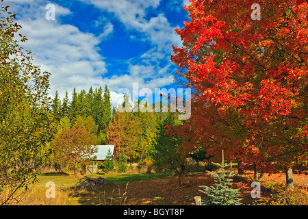 Colori autunnali a Crawford Bay, Central Kootenay, British Columbia, Canada. Foto Stock