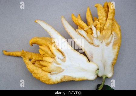 Il Buddha la mano, frutta commestibili. Foto Stock