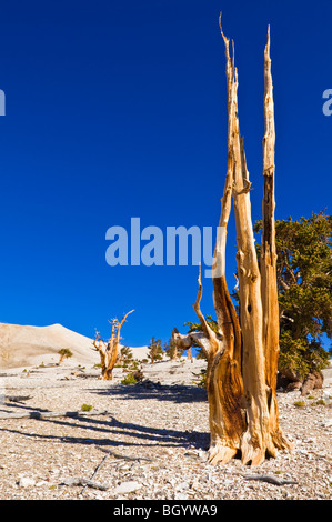 Bristlecone antichi pini (Pinus longaeva) al Patriarca Grove, Bristlecone antica foresta di pini, White Mountains, California