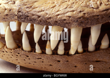 Il cranio del coccodrillo di denti Foto Stock