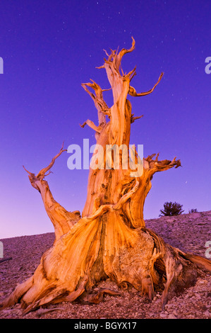 Antica Bristlecone pine (Pinus longaeva) al Patriarca Grove, Bristlecone antica foresta di pini, White Mountains, California Foto Stock