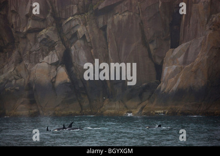 Orca balene, il Parco nazionale di Kenai Fjords, Alaska. Foto Stock