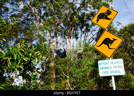 Cartello di passaggio dei canguri di Koala Brisbane Australia | BRISBANE, Australia - Un cartello giallo con diamanti avverte i conducenti dell'attraversamento di koala e canguri vicino a Carindale, un sobborgo dove la macchia di eucalipto confina con la strada. Un cartellone di accompagnamento indirizza gli automobilisti a telefonare a 1300 ANIMAL per segnalare la fauna selvatica ferita, una hotline utilizzata in tutto il Queensland per ridurre le morti per incidenti stradali tra i marsupiali nativi. Foto Stock