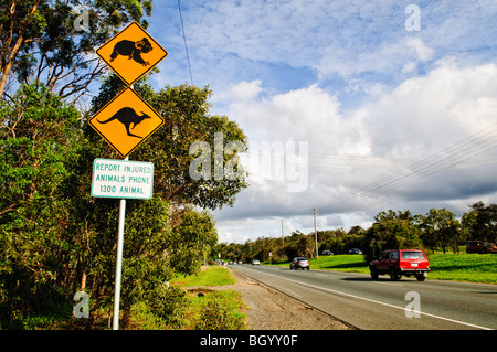 BRISBANE, Australia - segno di avvertimento sul lato della strada di avvertimento del Koala e kangaroo crossing Foto Stock