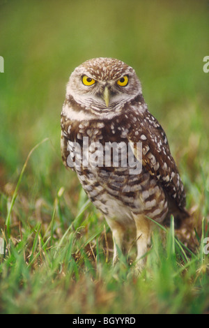 Scavando la civetta (Athene cunicularia) adulto presso scavano, Cape Coral, Florida. Foto Stock