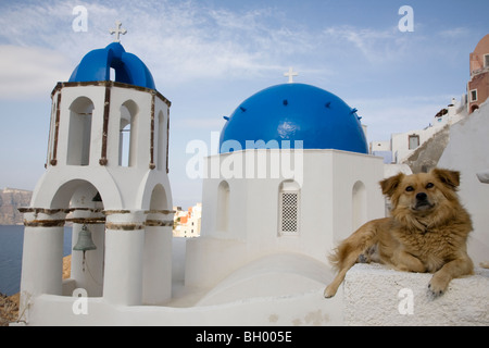 Cane in relax sulla gatepost bianco di fronte blu-cupola chiesa e torre campanaria Foto Stock