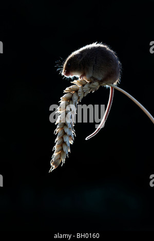 Harvest mouse, Micromys minutus, unico mouse retroilluminazione del mais, captive, gennaio 2010 Foto Stock