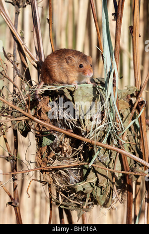 Harvest mouse, Micromys minutus, unico mouse a un nido in canneti, captive, gennaio 2010 Foto Stock