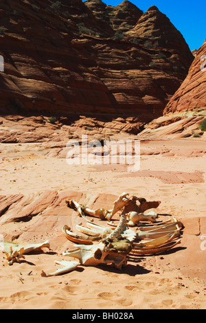 Resti scheletrici di mucca nel lavaggio a secco, Coyote Buttes area del Paria Canyon, Vermilion Cliffs Wilderness, Arizona. Foto Stock