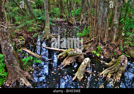 Cipresso calvo palude, Cypress ginocchia, Brooker Creek preservare, Tarpon Springs, in Florida Foto Stock