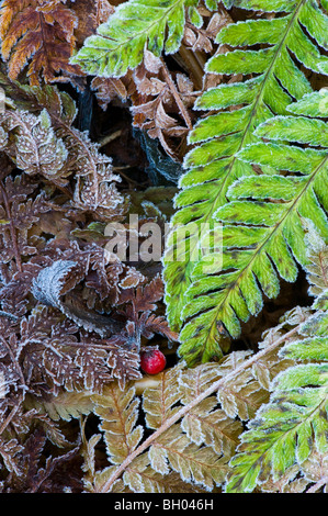 Foglie di felce e altre foglie appassite in frost. Un rosso rowanberry sul terreno Foto Stock