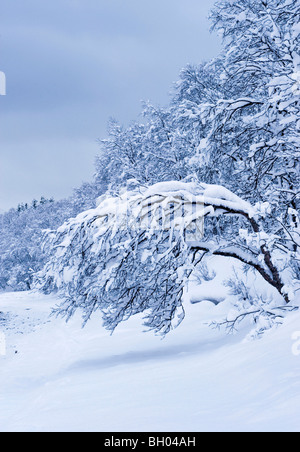 Un albero sospeso verso il basso a causa del carico di neve. Foto Stock