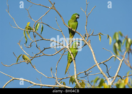 Rosso-spallamento Macaw (Diopsittaca nobilis) coppia appollaiato su rami Giardini Botanici Georgetown Guyana Sud America Ottobre Foto Stock