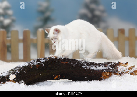 Gatto Sacri di Birmania, lilla-tabby-punto / Birman Foto Stock