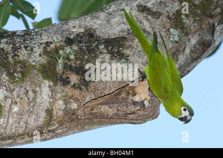 Rosso-spallamento Macaw (Diopsittaca nobilis) sul tronco di albero nel Giardino Botanico di Georgetown Sud America Ottobre Foto Stock