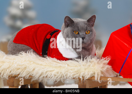 British Shorthair Cat, blu, Tomcat, come Santa Claus Foto Stock