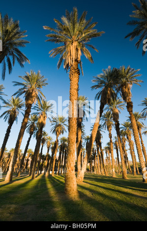 Palme da dattero Al Forno Creek, il Parco Nazionale della Valle della Morte Foto Stock