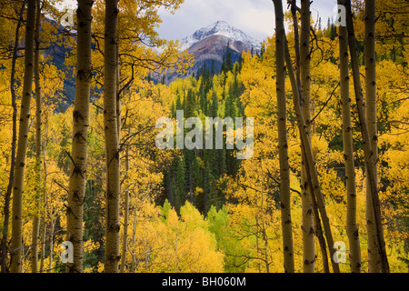 I colori dell'Autunno lungo Henson Creek Road per ingegnerizzare Pass, San Juan Mountains, Colorado. Foto Stock